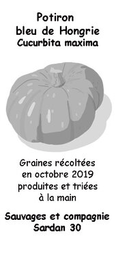 Graines de courge bleue de hongrie