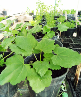 Plant de guimauve officinale