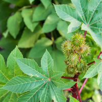 Plant de ricin à feuille verte