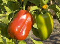 Plant de poivron quattro rouge bio