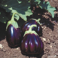 Plant d'aubergine black beauty bio