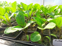 Plant aubergine