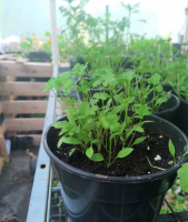 Plant de persil plat