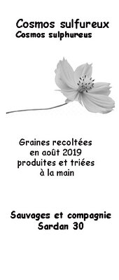 Graines de cosmos sulfureux