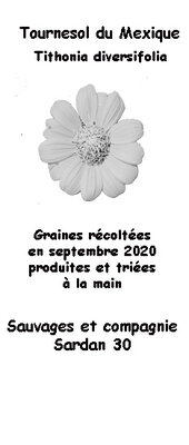 Graines de tournesol du mexique