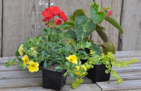 Pack de 4 plantes fleuries