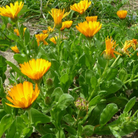 Plant de calendula ou soucis