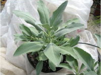 Plant de sauge blanche