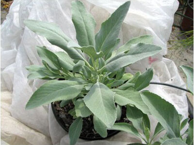 Plant de sauge blanche