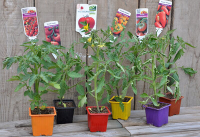Pack de 6 tomates