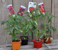 Pack de 4 tomates