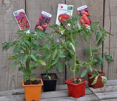 Pack de 4 tomates
