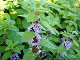 Menthe sauvage