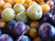 Prune jaune et bleue - pêche des vignes - image 2