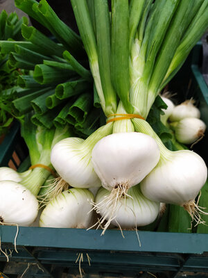 Oignons blancs en botte