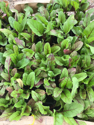 Plant de betterave