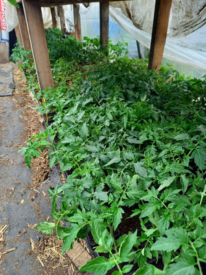 Plants de tomates anciennes option découverte