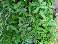 Plants de tomates ronde