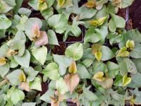 Plant de patate douce chaire blanche