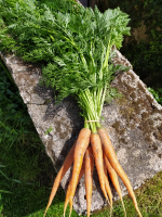 Carottes nouvelles en botte