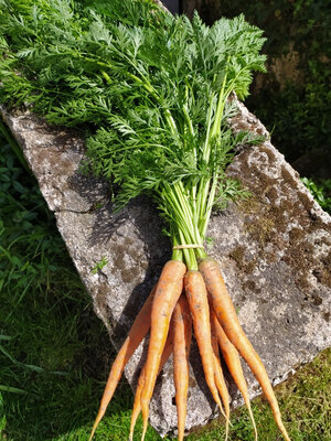 Carottes nouvelles en botte