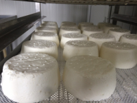 Gros mon cherier brebis