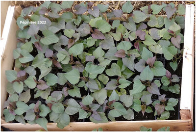 Plant patate douce