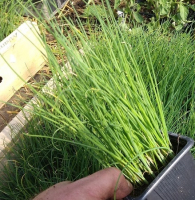 Plant ciboulette commune