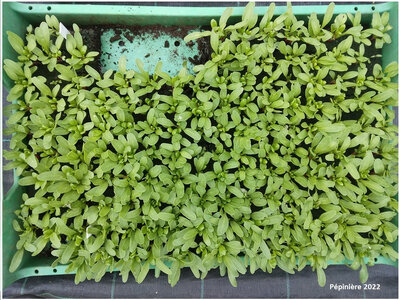 Plant cote de bette (x6 mottes)