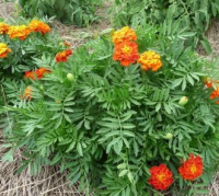 Plant œillet d'inde nain (annuelle)