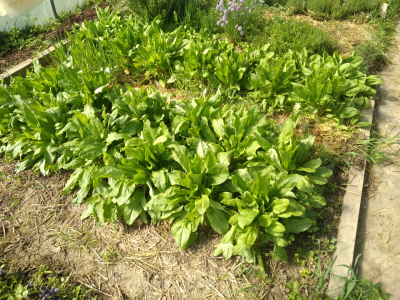 Oseille fraîche