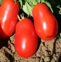 Plant tomate - roma (conserves)
