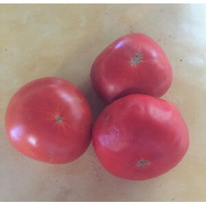 Plant tomate - charnue de huy (précoce)