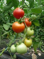 Plant tomate - matina