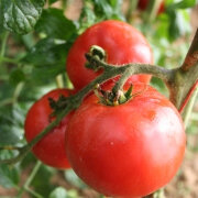 Plant tomate - merveille des marchés (mi-pr.)