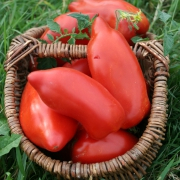 Plant tomate - cornue des andes