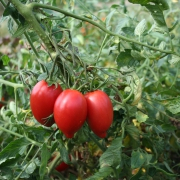 Plant tomate - de berao