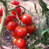 Plant tomate - précoce de quimper