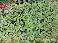 Plant tomate - cœur de bœuf de nice