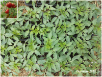 Plant tomate - olirose