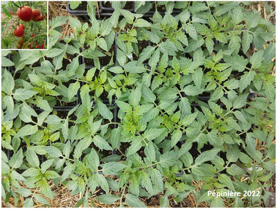 Plant tomate - olirose