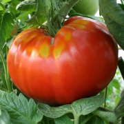 Plant tomate - beefsteak