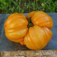 Plant tomate - ananas jaune