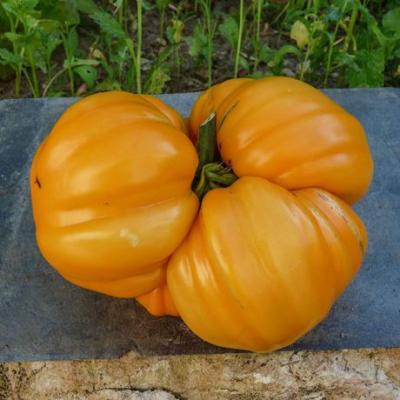 Plant tomate - ananas jaune