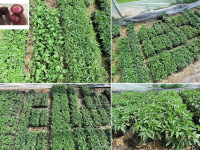 Plant tomate noire bédouin