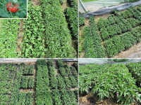 Plant tomate noire gregory altaï