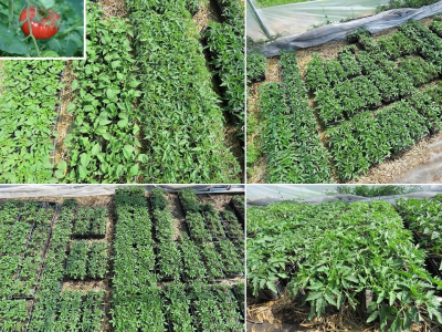 Plant tomate - gregory altaï