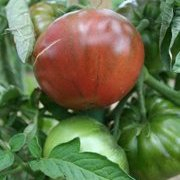Plant tomate - noire de crimee