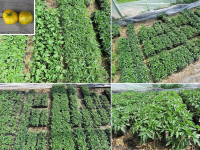 Plant tomate green zebra