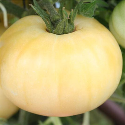 Plant tomate - beauté blanche